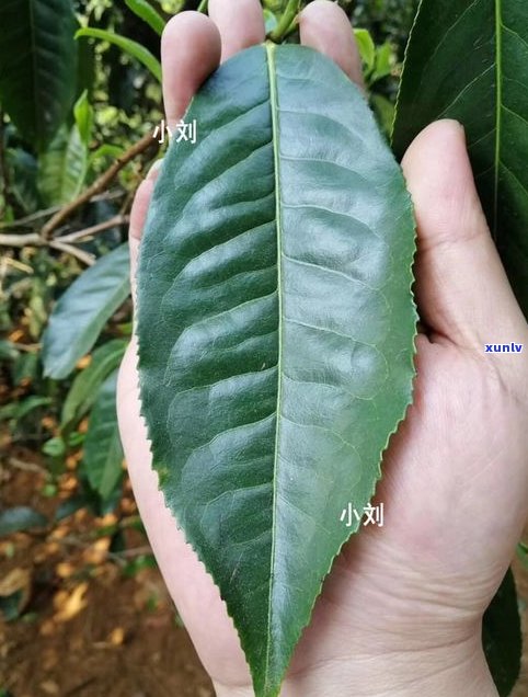 普洱茶制茶的做法-普洱茶制茶的做法视频