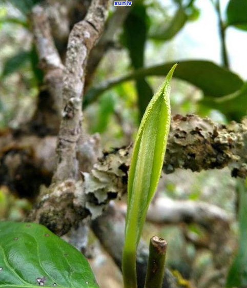 普洱茶苦茶有几种-普洱茶苦茶有几种品种