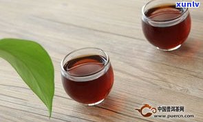 吉普：什么茶？什么品牌？什么品种？有何功效？