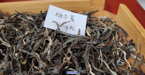 茶芽墨绿的普洱茶-茶芽墨绿的普洱茶是什么茶