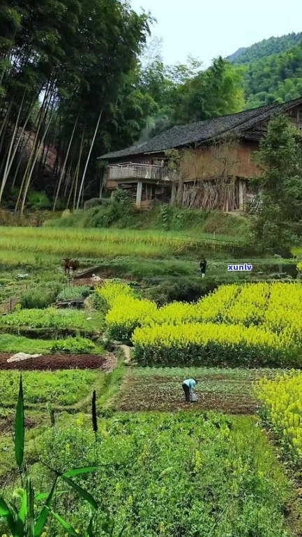 茶香农庄：品味乡村生活，体验农家风情，畅享自然美景