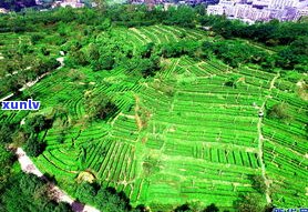 深入了解：普洱茶与老寨秋茶的区别及特点