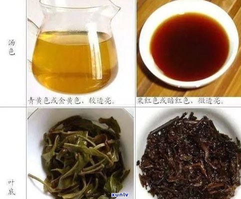 普洱茶和熟茶区别-普洱茶和熟茶区别在哪