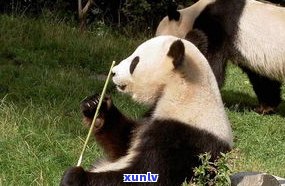 熊猫玛瑙：天然还是人造？探讨其来源与真实性
