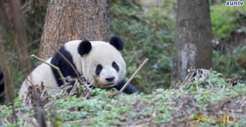 玉石熊猫的寓意：吉祥、和平与繁荣的象征