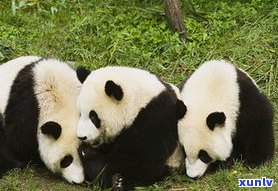熊猫玛瑙图片欣赏全集：高清大图，天然还是人造？