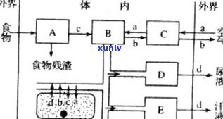 从生茶到熟茶：成分转化过程、方法与时间