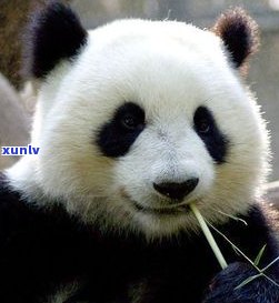 熊猫翡翠寓意：揭示其象征意义与文化内涵