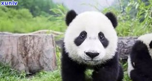 熊猫翡翠原石：值钱的大熊猫主题珠宝原石及其精美图片大全