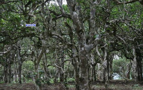 茶坪古树茶价格、特点及查询全攻略