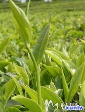 藏茶和普洱茶：功效、作用及区别全解析