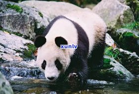 翡翠熊猫寓意：解读翡翠中的大熊猫形象与文化含义