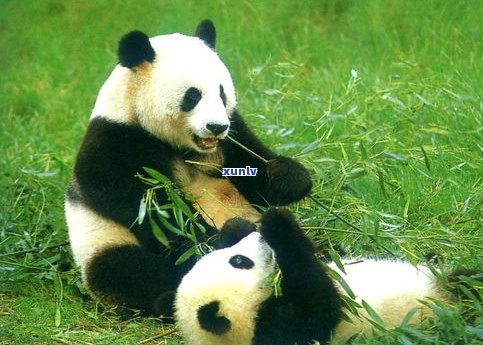 翡翠熊猫寓意：解读翡翠中的大熊猫形象与文化含义
