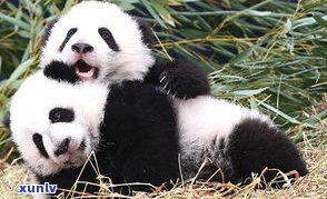 翡翠熊猫寓意：解读翡翠中的大熊猫象征意义与摆件含义