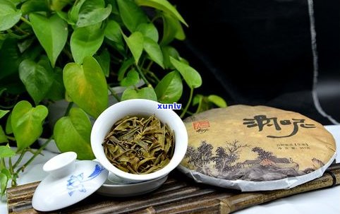 金叶普洱茶紧压茶：定义、特点与传统形状