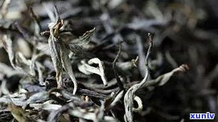 深入解析普洱老茶的价值、意义及评估方法，探讨其作用与功效