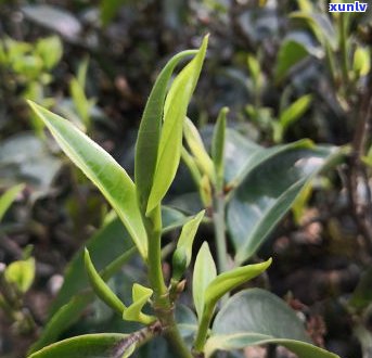 藤条古树茶的作用功效及禁忌全解析