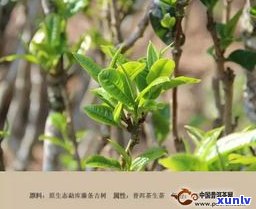 古树藤条茶普洱茶-古树藤条茶是普洱茶么