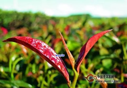 紫茶与普洱茶区别-紫茶与普洱茶区别在哪