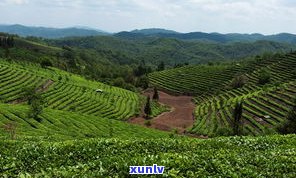 普洱茶茶山位置-普洱茶山在哪