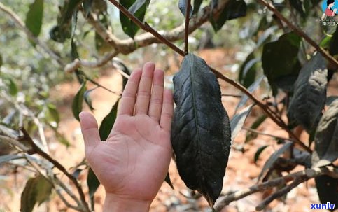 普洱茶古树茶辨别-普洱茶古树茶辨别方法