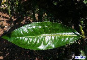 普洱茶古树茶辨别-普洱茶古树茶辨别方法