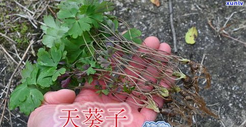 葫芦茶的价格、外观与功效全解