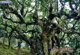 普洱茶干茶看产地-普洱茶干茶看产地吗