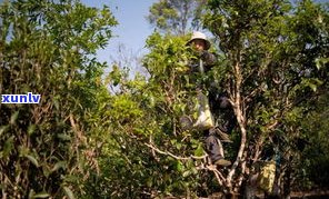 深入了解：普洱茶与古树茶的区别