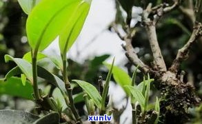 古树和老树普洱茶：品种、品质、价格对比全解析