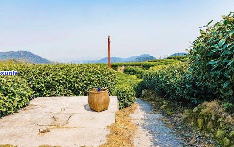 京东商城2006年勐库母树茶：06勐库母树茶价格、与07年的区别、二代一件多少饼及勐库母树沱茶详情