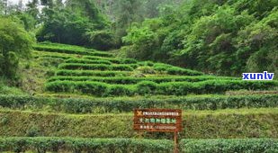 京东商城2006年勐库母树茶：06勐库母树茶价格、与07年的区别、二代一件多少饼及勐库母树沱茶详情