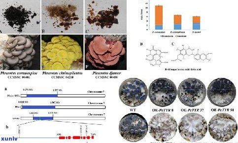 普洱茶皂素含量：影响品质的关键因素及其功效解析