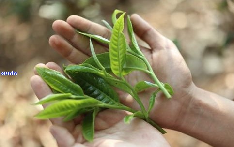 深度解析：刮风寨普洱茶口感、特点及价格，探讨树龄对茶叶品质的影响