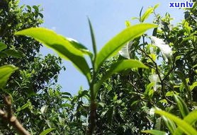 刮风寨普洱茶树龄分类及特点：2019年价格、生茶熟普特性全解析