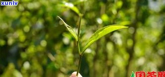 刮风寨普洱茶熟茶-刮风寨普洱茶口感