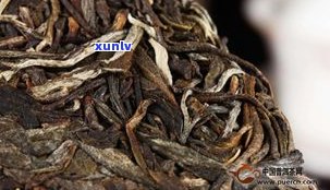 深入了解普洱茶古树茶的优点：独特特点与优势全面解析