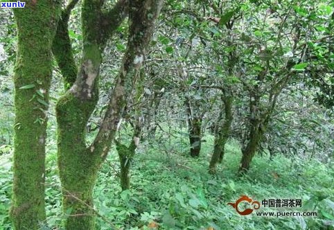 深入了解普洱茶古树茶的优点：独特特点与优势全面解析