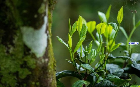 深入了解普洱茶古树茶的优点：独特特点与优势全面解析