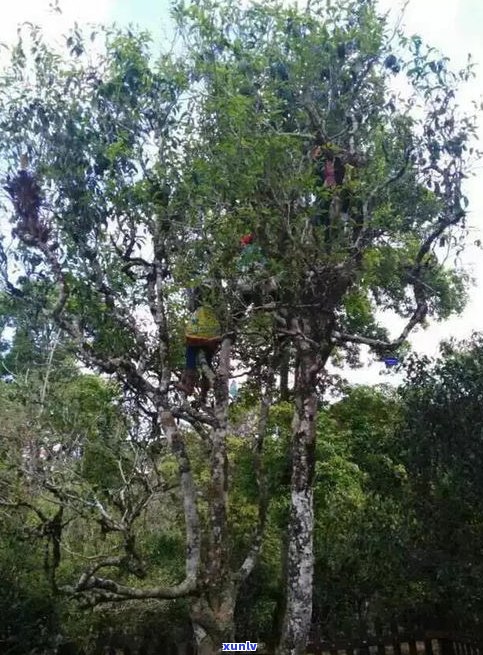 普洱茶古树照片高清大全真实图片