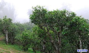 普洱茶熟茶推介稿：探索千年古树的魅力与价值