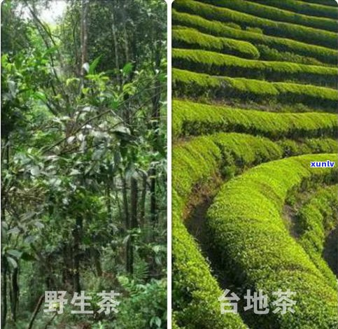 普洱茶散茶分几种-普洱茶散茶分几种类型