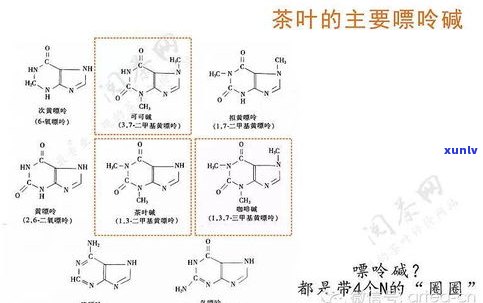 普洱茶投茶量比例：影响口感的关键因素与适宜的比例