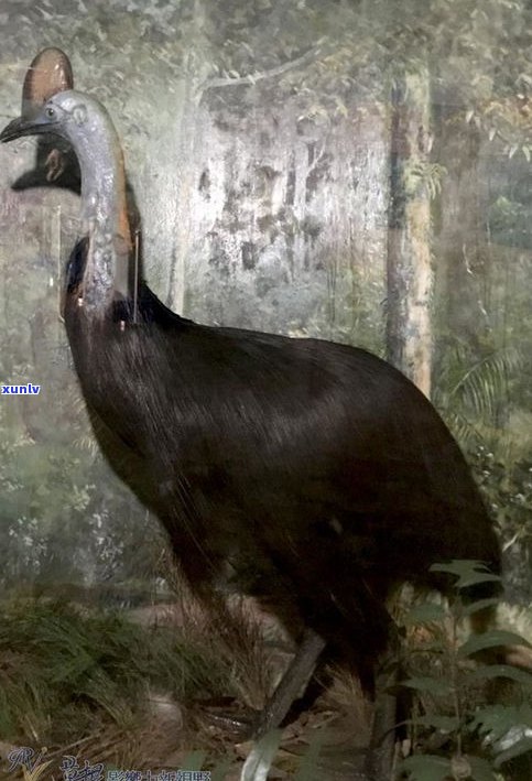 爪哇鸟图片：探索神秘的爪哇岛生物多样性