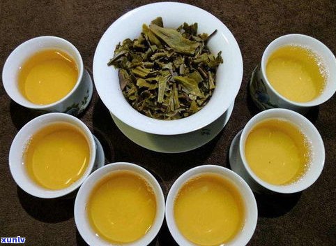 明日叶茶与普洱茶：区别、特点及分类全解析