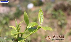 普洱茶春夏秋冬茶-普洱茶春夏秋冬茶的区别