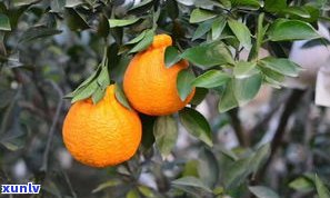 全面解析：橘柑普洱茶的功效、作用、禁忌与副作用