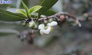 普洱茶的茶果图片大全大图：真实展示普洱茶树的果实