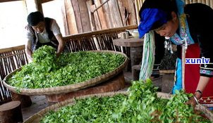 普洱茶制茶工艺流程详解：从鲜叶采摘到成品制作全过程