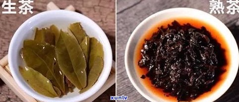 普洱茶是生茶还是熟茶？如何区分不同类型的普洱茶？